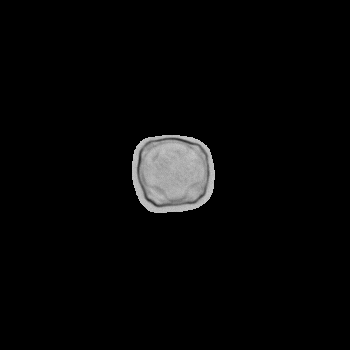 Alder pollen