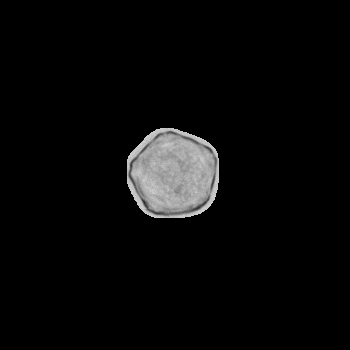 Alder pollen