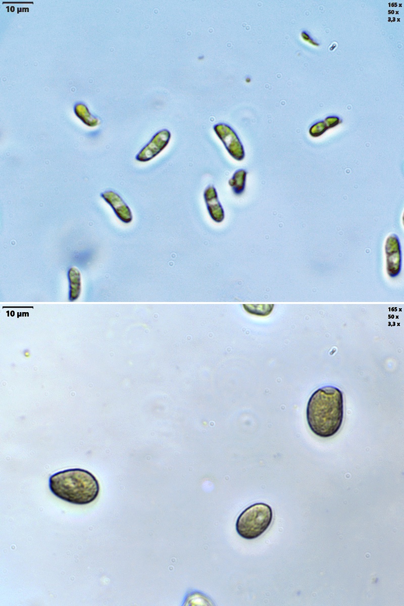 Spores