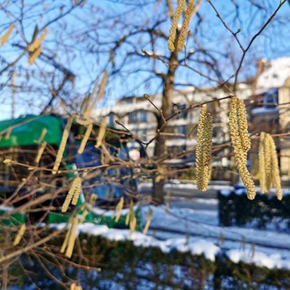 Hazel catkins, Switzerland, Dec 2025