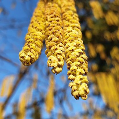 Hazel catkins, Switzerland, Dec 2025