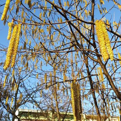 Hazel catkins, Switzerland, Dec 2025